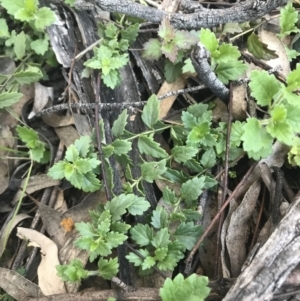 Veronica plebeia at Red Hill, ACT - 8 Sep 2021 03:58 PM