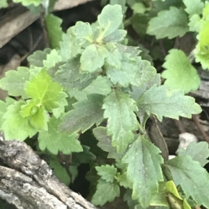 Veronica plebeia at Red Hill, ACT - 8 Sep 2021 03:58 PM