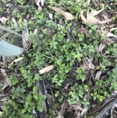 Veronica plebeia at Red Hill, ACT - 8 Sep 2021 03:58 PM