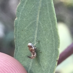 Cicadellidae (family) at Red Hill, ACT - 8 Sep 2021