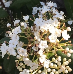 Viburnum tinus at Red Hill, ACT - 8 Sep 2021 03:18 PM