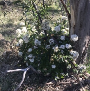 Viburnum tinus at Red Hill, ACT - 8 Sep 2021 03:18 PM