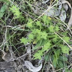 Leptorhynchos squamatus subsp. squamatus (Scaly Buttons) at Red Hill, ACT - 8 Sep 2021 by Tapirlord