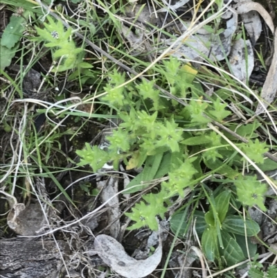 Leptorhynchos squamatus subsp. squamatus (Scaly Buttons) at Red Hill, ACT - 8 Sep 2021 by Tapirlord