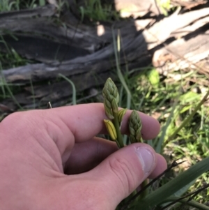 Bulbine sp. at Deakin, ACT - 8 Sep 2021