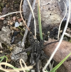 Tasmanicosa sp. (genus) at Deakin, ACT - 8 Sep 2021