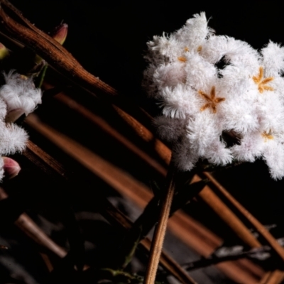 Leucopogon or Styphelia sp. (A Beard-heath) at Rossi, NSW - 14 Sep 2021 by SthTallagandaSurvey