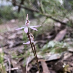 Caladenia fuscata (Dusky Fingers) at Holt, ACT - 14 Sep 2021 by JasonC