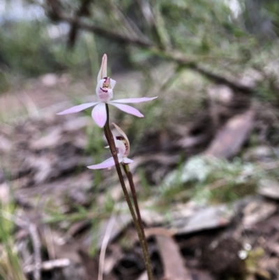 Caladenia fuscata (Dusky Fingers) - 1 Jan 1900 by JasonC