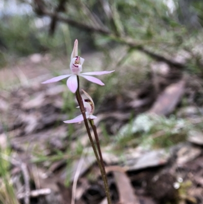 Caladenia fuscata (Dusky Fingers) at Holt, ACT - 14 Sep 2021 by JasonC