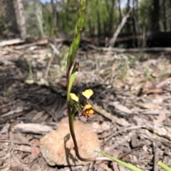 Diuris pardina at Holt, ACT - 14 Sep 2021