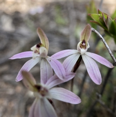 Caladenia fuscata (Dusky Fingers) - 1 Jan 1900 by JasonC