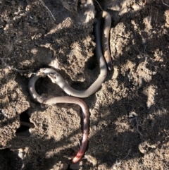 Aprasia parapulchella (Pink-tailed Worm-lizard) at Holt, ACT - 14 Sep 2021 by JasonC