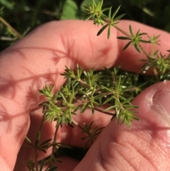 Asperula conferta (Common Woodruff) at Curtin, ACT - 9 Sep 2021 by Tapirlord