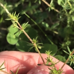 Asperula conferta at Curtin, ACT - 9 Sep 2021