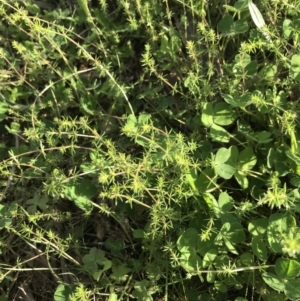 Asperula conferta at Curtin, ACT - 9 Sep 2021