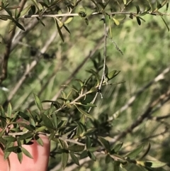 Leptospermum continentale (Prickly Teatree) at Curtin, ACT - 9 Sep 2021 by Tapirlord