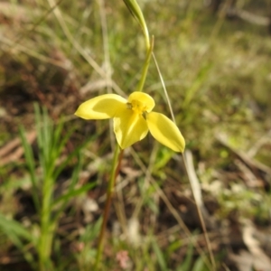 Diuris chryseopsis at suppressed - 9 Sep 2021