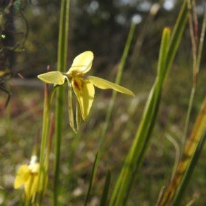 Diuris chryseopsis at suppressed - 9 Sep 2021