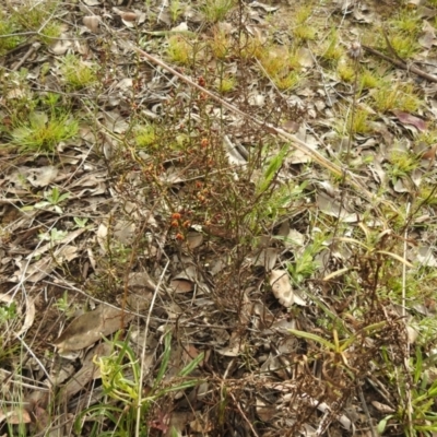 Daviesia genistifolia (Broom Bitter Pea) at Carwoola, NSW - 9 Sep 2021 by Liam.m