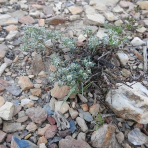 Poranthera microphylla at Carwoola, NSW - 11 Sep 2021