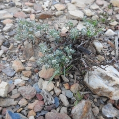 Poranthera microphylla at Carwoola, NSW - 11 Sep 2021