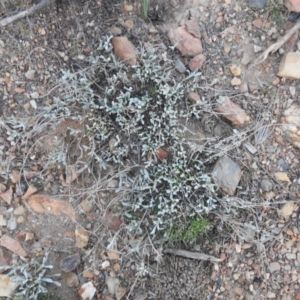 Chrysocephalum apiculatum at Carwoola, NSW - 11 Sep 2021