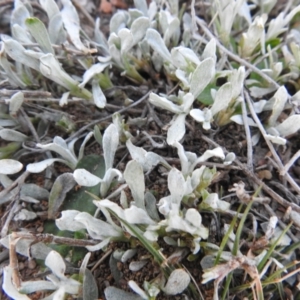 Chrysocephalum apiculatum at Carwoola, NSW - 11 Sep 2021