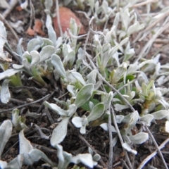 Chrysocephalum apiculatum at Carwoola, NSW - 11 Sep 2021