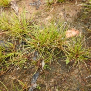 Schoenus apogon at Carwoola, NSW - suppressed