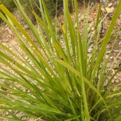 Lomandra longifolia at Carwoola, NSW - 9 Sep 2021