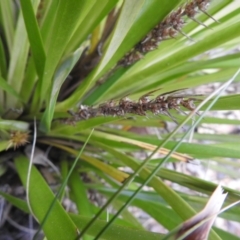 Lomandra longifolia at Carwoola, NSW - 9 Sep 2021