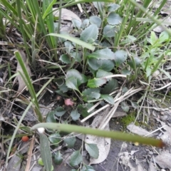 Goodenia hederacea (Ivy Goodenia) at Carwoola, NSW - 9 Sep 2021 by Liam.m