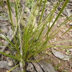 Lepidosperma laterale at Carwoola, NSW - 9 Sep 2021