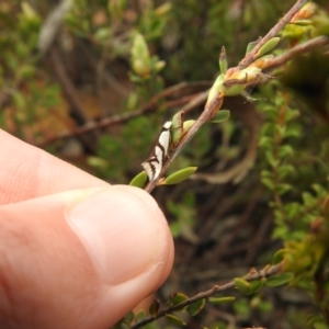 Ocystola paulinella at Carwoola, NSW - suppressed