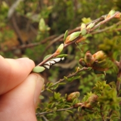 Ocystola paulinella at Carwoola, NSW - suppressed