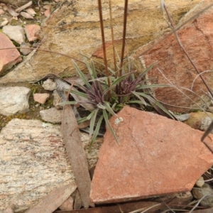 Stylidium graminifolium at Carwoola, NSW - 9 Sep 2021