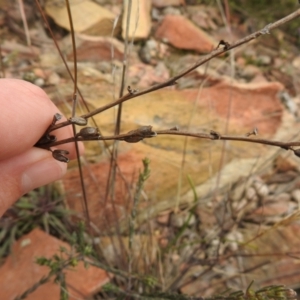 Stylidium graminifolium at Carwoola, NSW - 9 Sep 2021