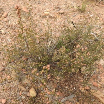 Brachyloma daphnoides (Daphne Heath) at Carwoola, NSW - 9 Sep 2021 by Liam.m