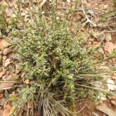 Unidentified Other Shrub at Carwoola, NSW - 9 Sep 2021 by Liam.m