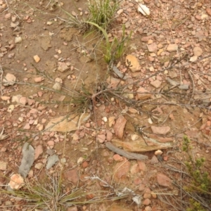 Dillwynia sp. at Carwoola, NSW - 9 Sep 2021