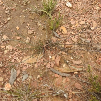 Dillwynia sp. at Carwoola, NSW - 9 Sep 2021 by Liam.m