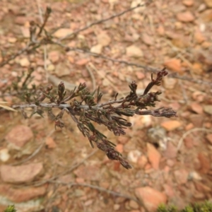 Dillwynia sp. at Carwoola, NSW - 9 Sep 2021