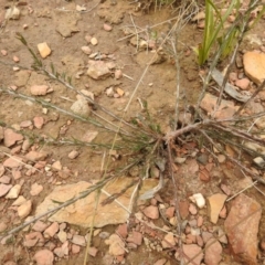 Dillwynia sp. at Carwoola, NSW - 9 Sep 2021