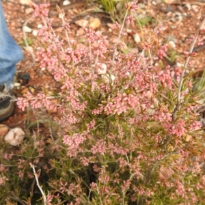 Lissanthe strigosa subsp. subulata at Carwoola, NSW - suppressed