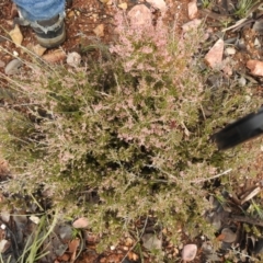 Lissanthe strigosa subsp. subulata at Carwoola, NSW - suppressed