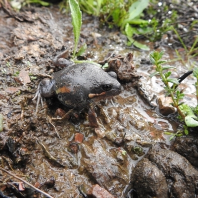 Limnodynastes dumerilii (Eastern Banjo Frog) at Carwoola, NSW - 5 Sep 2021 by Liam.m