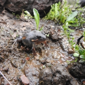 Limnodynastes dumerilii at Carwoola, NSW - 5 Sep 2021