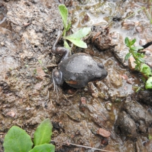 Limnodynastes dumerilii at Carwoola, NSW - suppressed