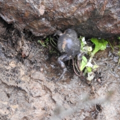 Limnodynastes dumerilii at Carwoola, NSW - suppressed